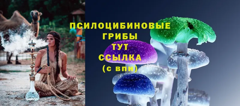 Псилоцибиновые грибы Psilocybine cubensis  Аргун 